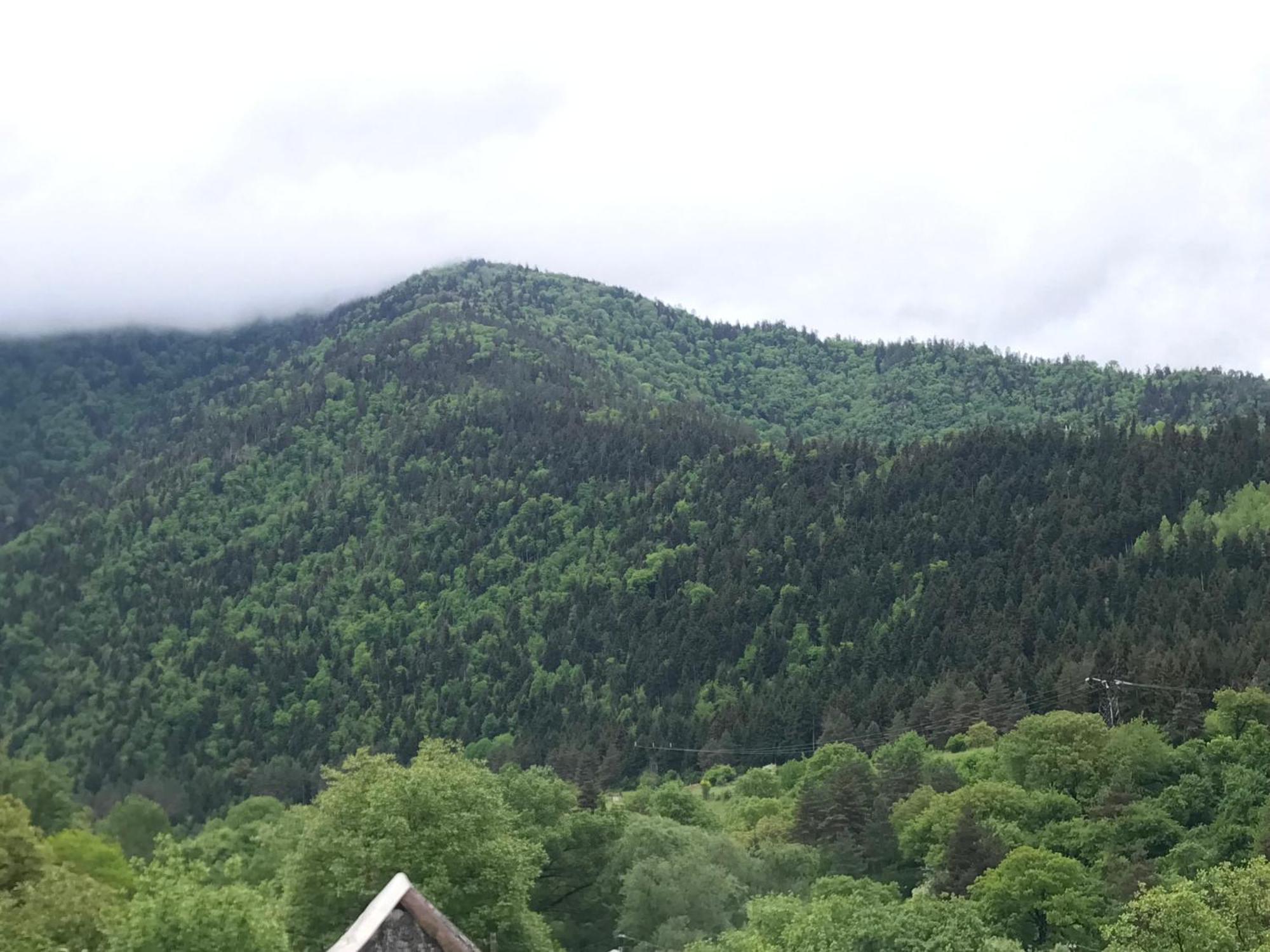 Zviad Guest House Borjomi Εξωτερικό φωτογραφία